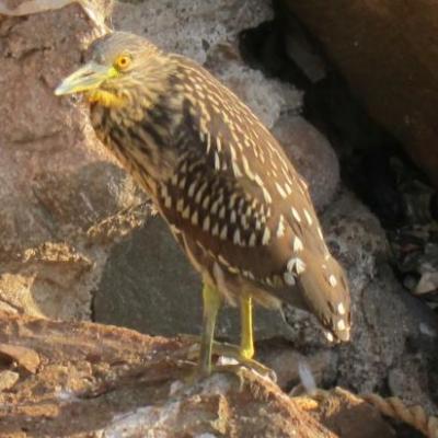 Oiseau inconnu (Gilles, peux-tu nous aider ?) dans le port d'Arica