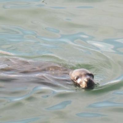Lion de mer dans le port d'Arica