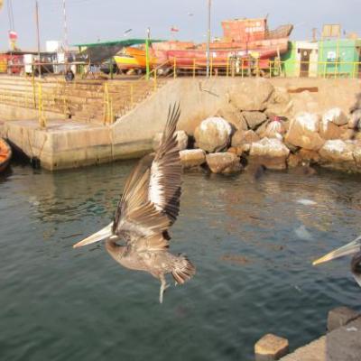 Pélican en vol dans le port d'Arica
