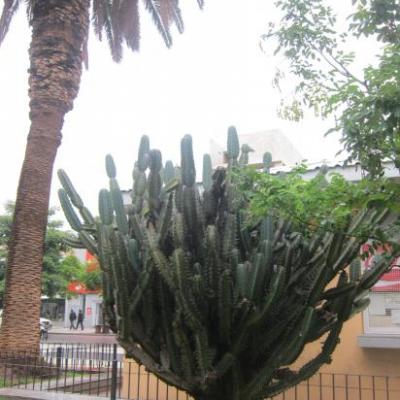 Cactus géant sur la place de la Rioja