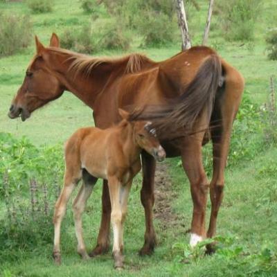 Balade à cheval à El Tafi