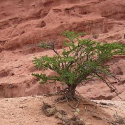 Quebrada de Cafayate