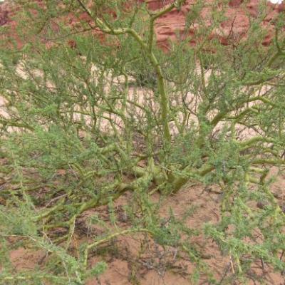 Quebrada de Cafayate