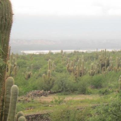 Cactus, ruines de Quilmes