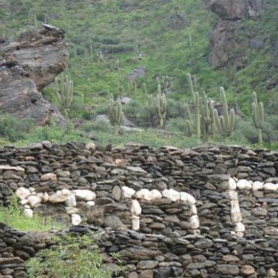 Lamas en quarts, ruines de Quilmes