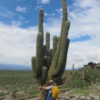 Cactus géant dans les ruines de Quilmes