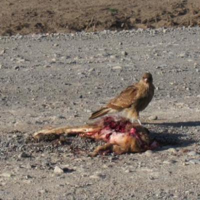 Petit encas d'un rapace sur la route