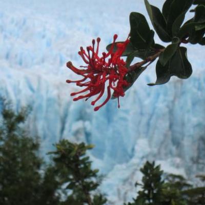 Glacier Perito Moreno