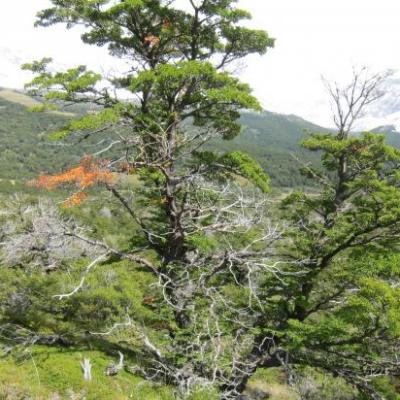 Randonnée à la Laguna Torre