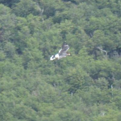 Randonnée à la Laguna Torre  (rapace)