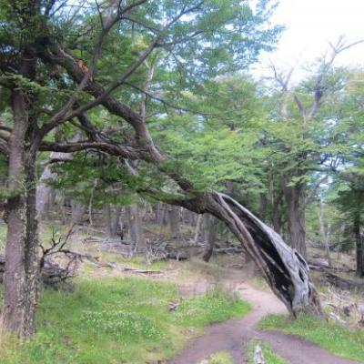Randonnée à la Laguna Torre