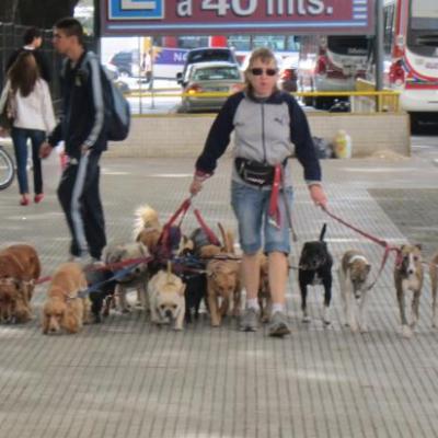Promeneur professionnel de chiens