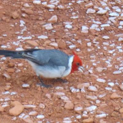 Petit oiseau dans le parc de Palermo