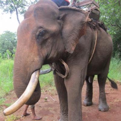 Han, 65 ans, monodefense, toujours celibataire et grincheux