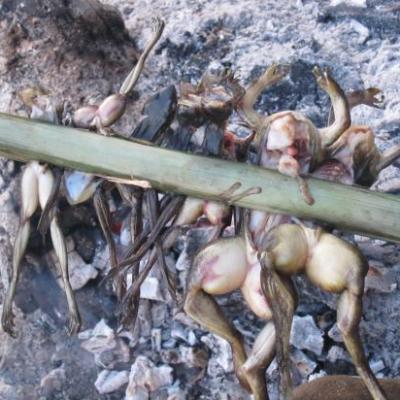 Les Cambodgiens aussi apprecient les grenouilles, mais entieres et grillees au feu de bois