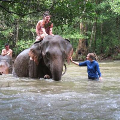 Le bain des elephants au petit matin