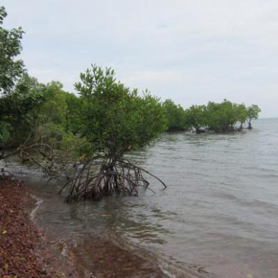 Une belle mangrove