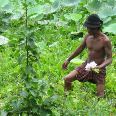 Ramassage de fleurs dans un pre inonde