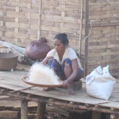 tri des grains de riz