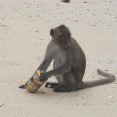 Singe buvant une bière, bravo le tourisme