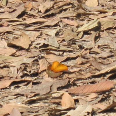 Mais ou est CHarlie ? (papillon automnal a My Son)