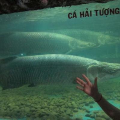 poissons geants de l'aquarium de Nha Trang