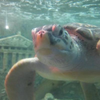 Tortue de l'aquarium de Nha Trang