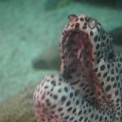 Murene de l'aquarium de Nha Trang