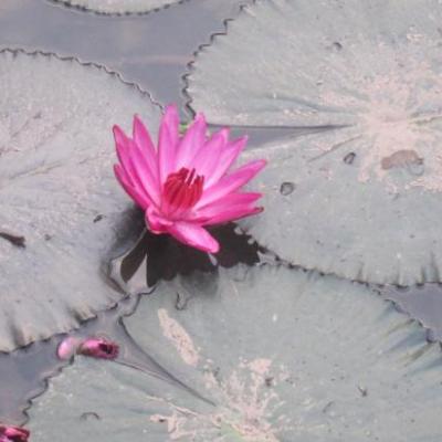 Fleur de lotus sur le delta du Mekong