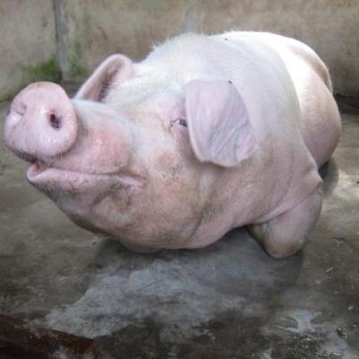 Truie du delta du Mekong