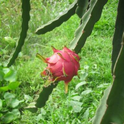 Fruit du dragon (delta du Mekong)