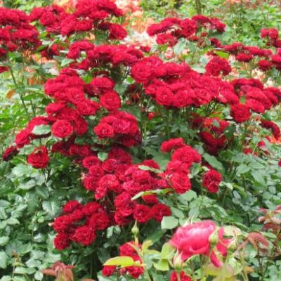 Jardin botanique a Christchurch