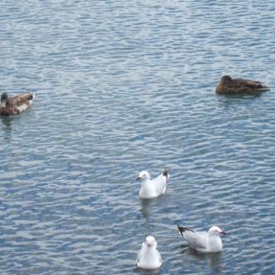 Canards et mouettes partage le meme bras d'ocean a Akaora