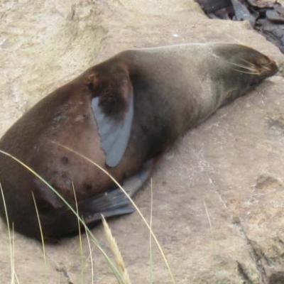 Qu'elle est dure, la vie de phoque protege a Otarago