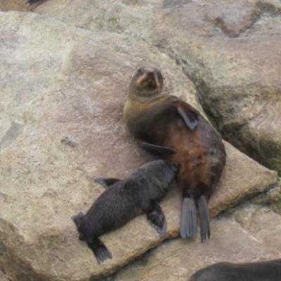 Phoques proteges de la peninsule d'Otarago (nouveaux-nes)