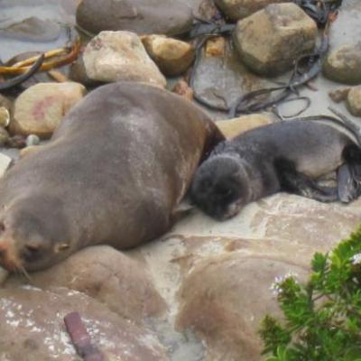 Qu'elle est dure, la vie de phoque protege a Otarago
