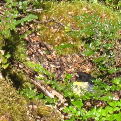 Flore du Kepler Track