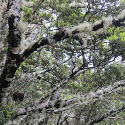 Arbres fantomes du Kepler