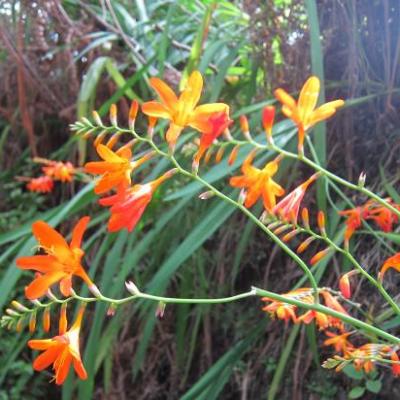 fleurs a Abel Tasman