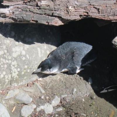 Parc animalier de Wellington