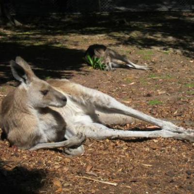 Parc animalier de Wellington