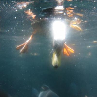 Parc animalier des especes endemiques de NZ a Roturoa