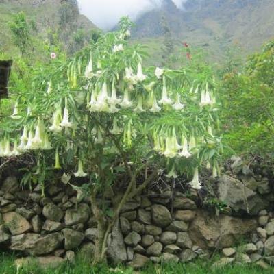 Fleurs hallucinogènes utilisées par les chamans quechuas