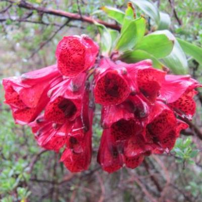 Fleurs hallucinogènes utilisées par les chamans quechuas