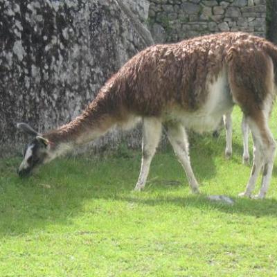 Machu Picchu (maman alpaga)