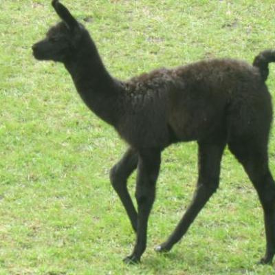 Machu Picchu (bébé alpaga)