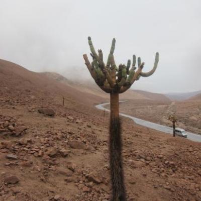 Cactus candélabre de la vallée de Putre