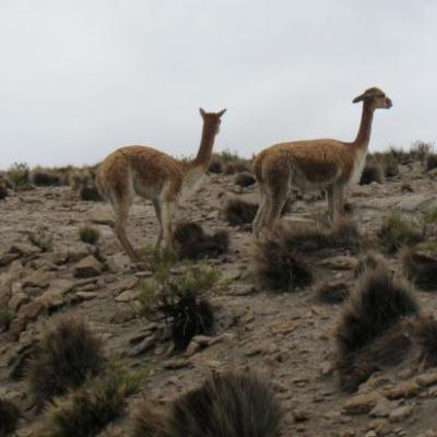 Vicuna (entre le lama et le daim) sauvage dans le parc national de Lauca