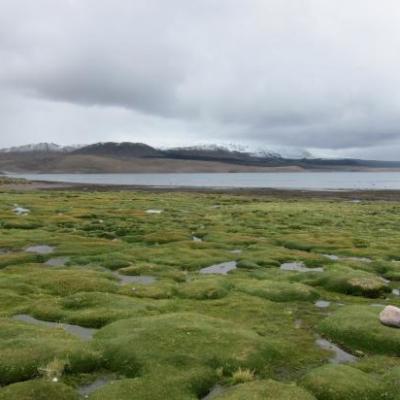 Lac Chungara à 4500m d'altitude