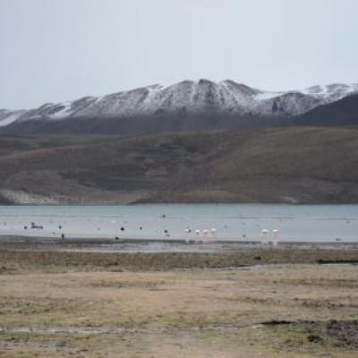 Lac Chungara à 4500m d'altitude